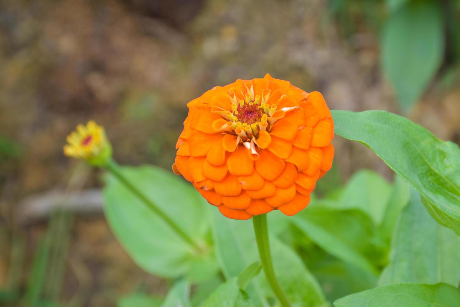 Orange zinnias blooming in a Thai public park photo