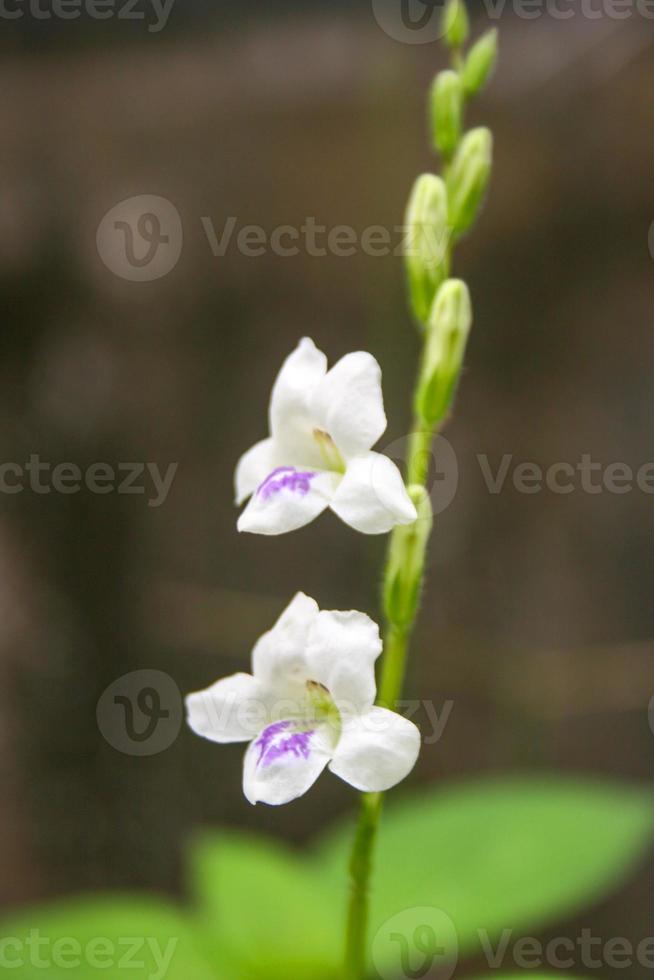 Purple flowers along the roadside and grass in the garden roadside and soft blur photo