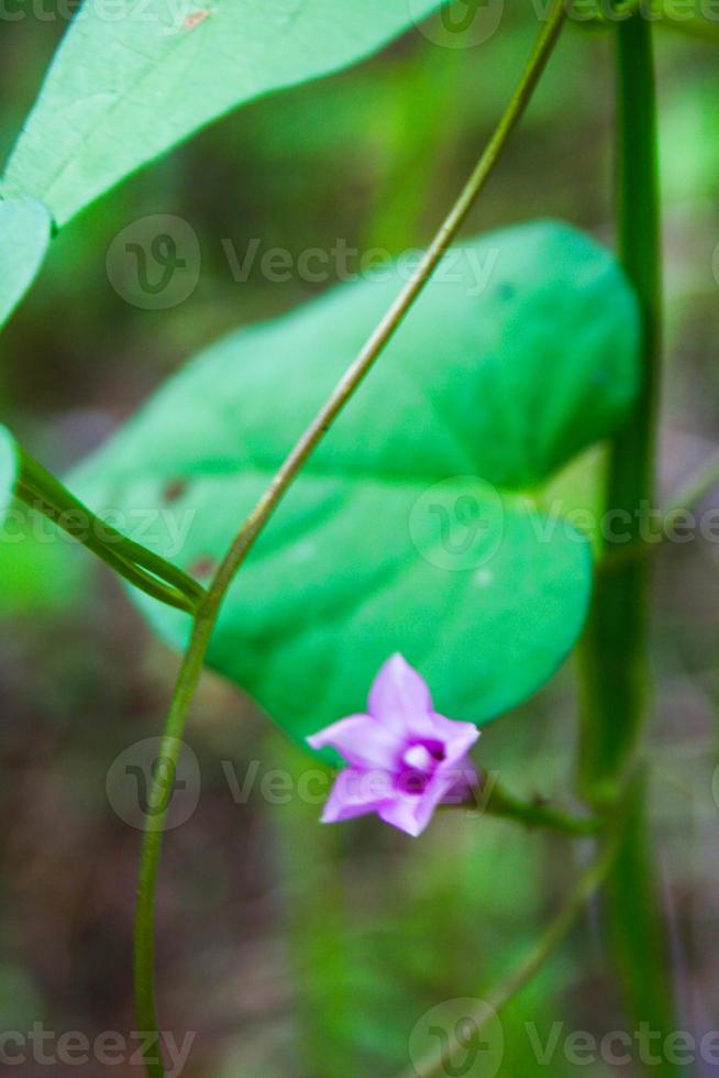 Purple flowers along the roadside and grass in the garden roadside and soft blur photo