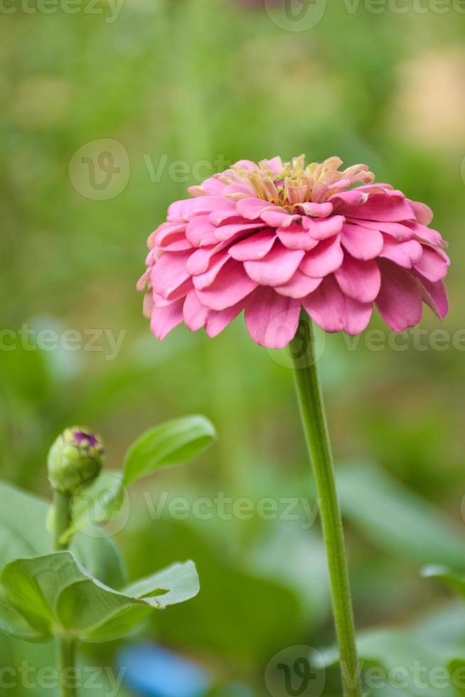 hermosas flores de zinnia de pétalos de rosa y fondo de desenfoque suave foto