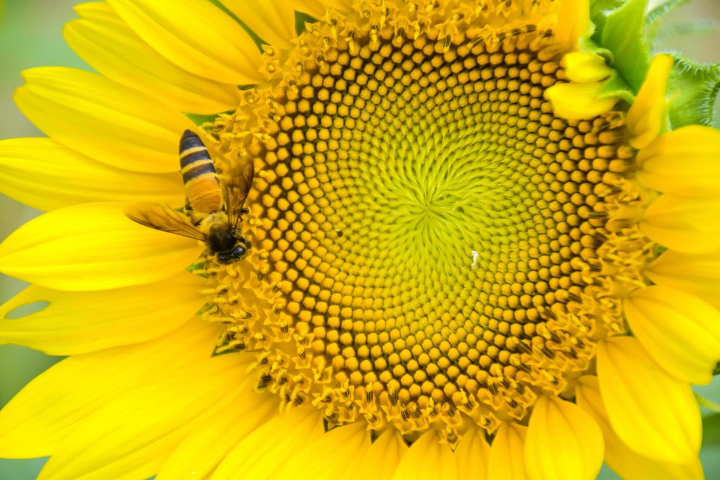 Sunflower petals and bees feed on pollen in the garden. photo