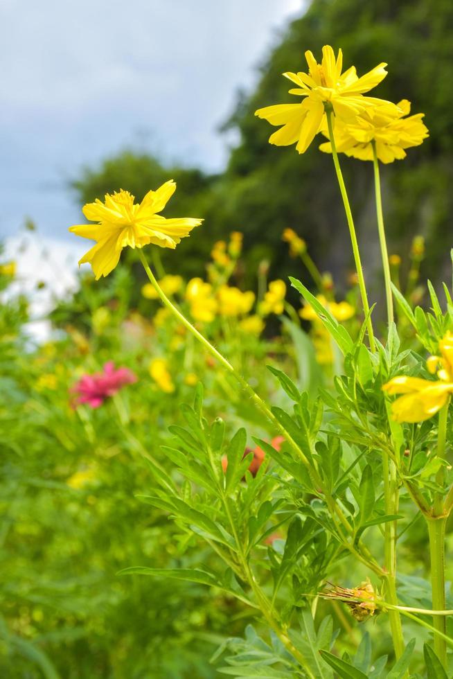 Yellow daisies bloom in the mountains and tourist attractions and is a Thai public park. photo