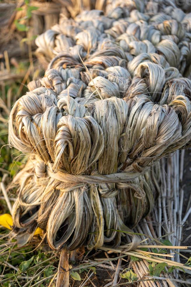 Jute vegetable fiber, Raw jute fiber hanging photo