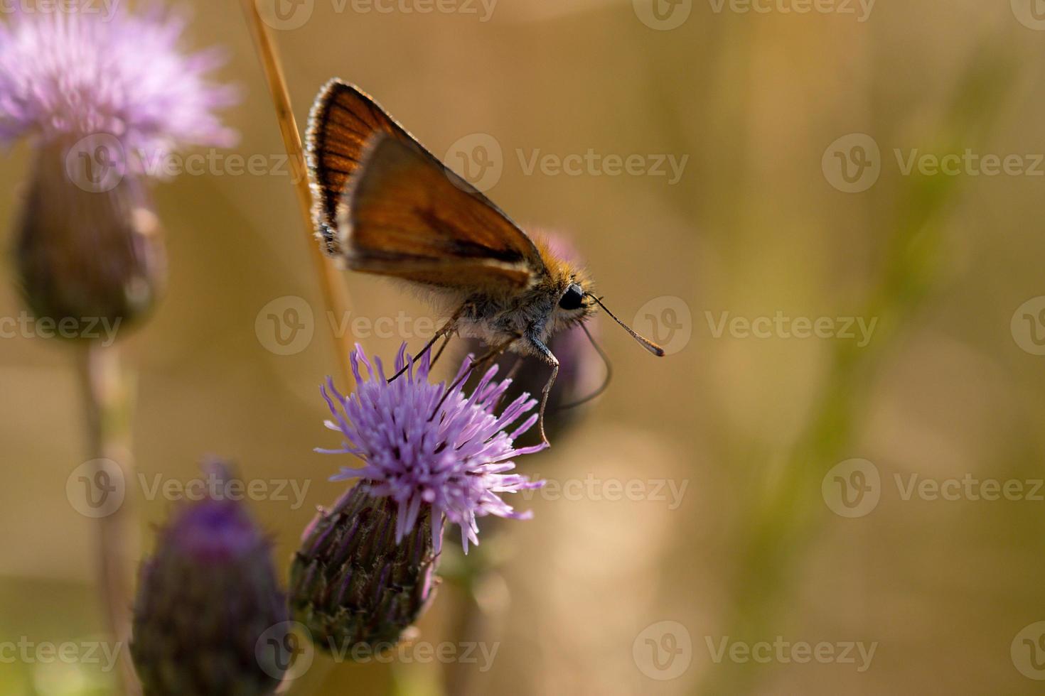 Rust-colored skipper butterfly on side photo