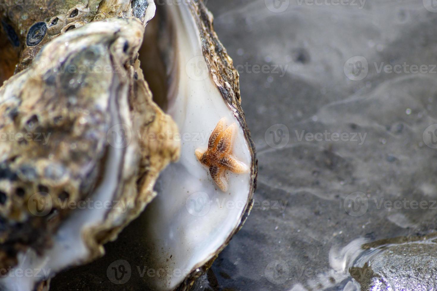 pequeña ostra estrella de mar foto