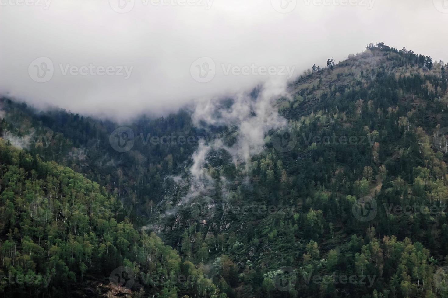 Forest mountain with the conifer trees in fog and cloud. Beautiful landscape with fir forest in dense fog. Closeup forest photo