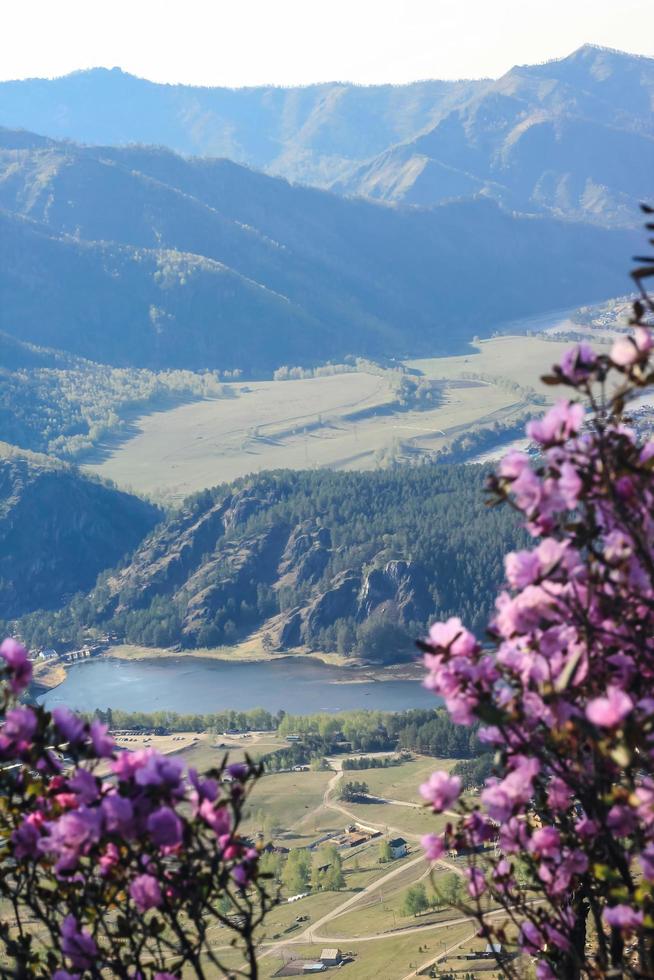 Blooming rhododendron with purple flowers in mountains. Closeup of bush on summer day in Altai, Siberia photo