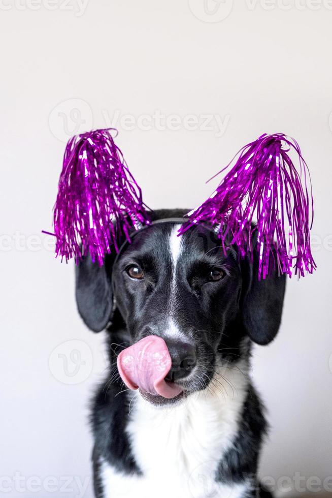 Funny black dog shows language and in pink holiday decoration. Cute dog concept for greetings, birthday, fun. photo