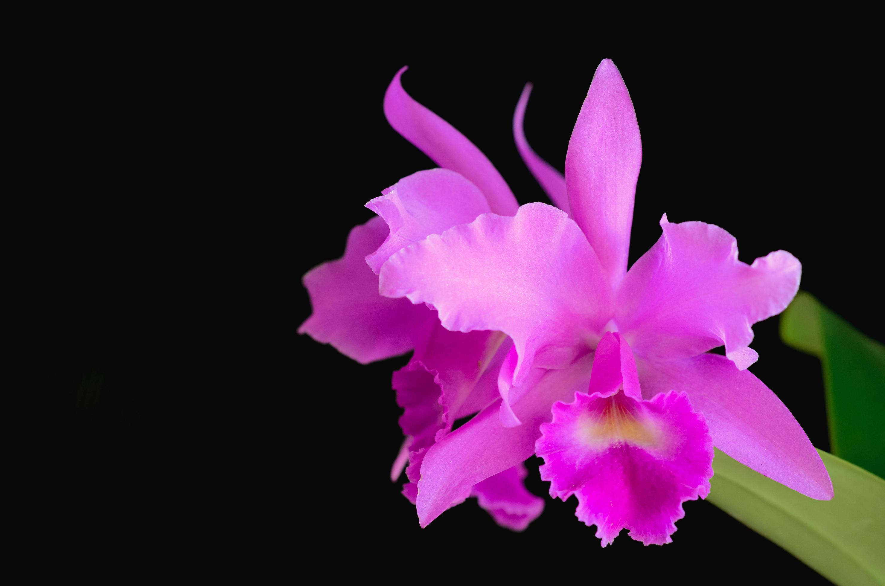 Pink and purple color Cattleya orchid on dark background. 8919557 Stock