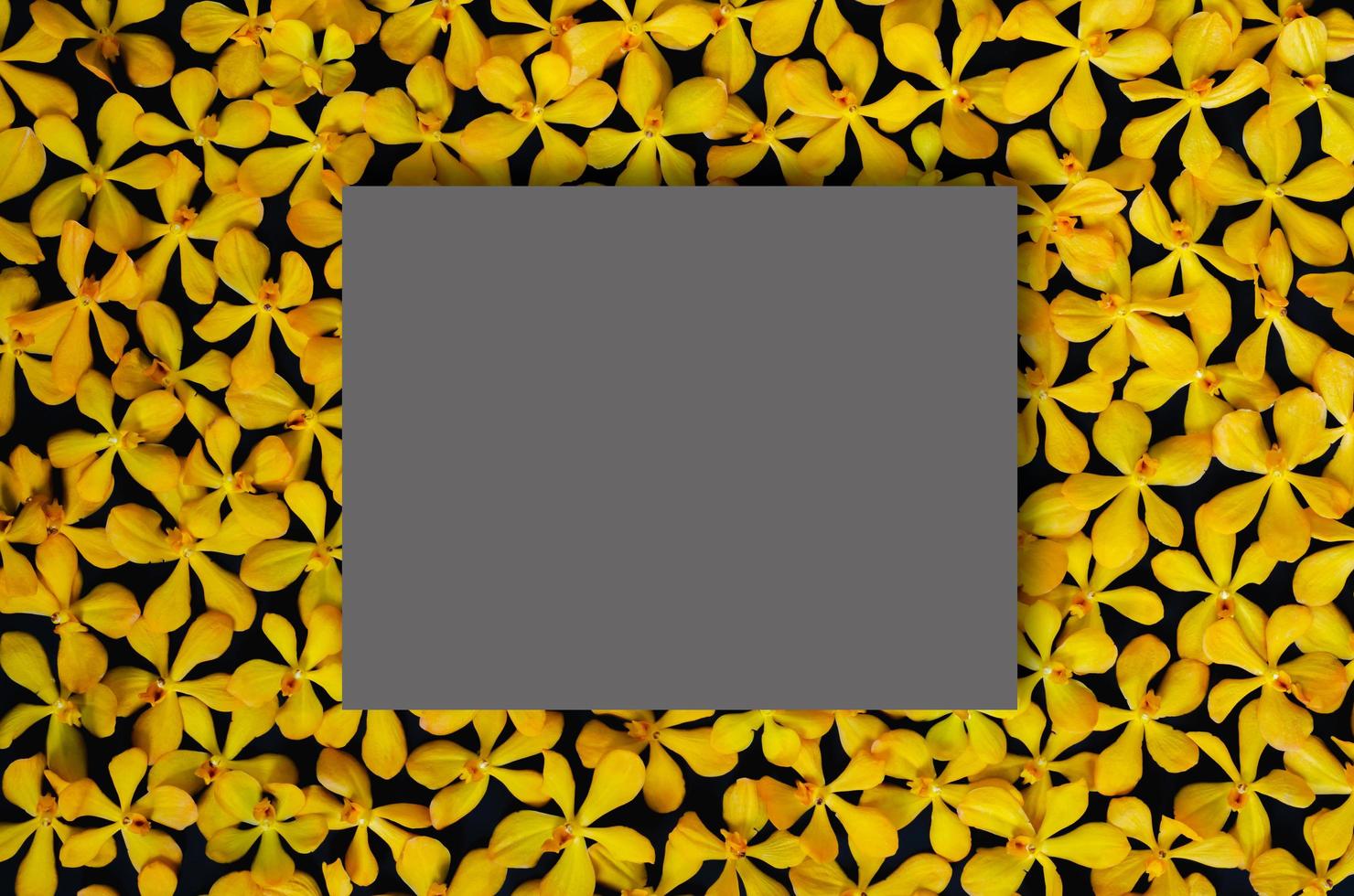 Yellow color orchids put on black background with blank dark gray square space for text. Backdrop and background concept. photo