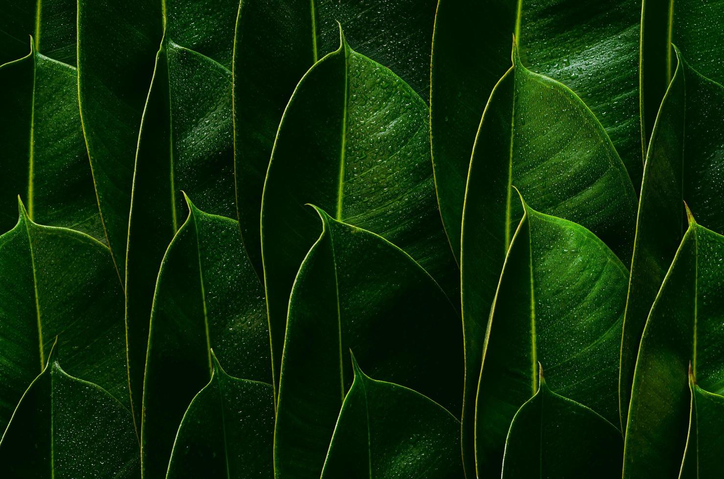 Fresh green Rubber tree leaves for background photo concept.