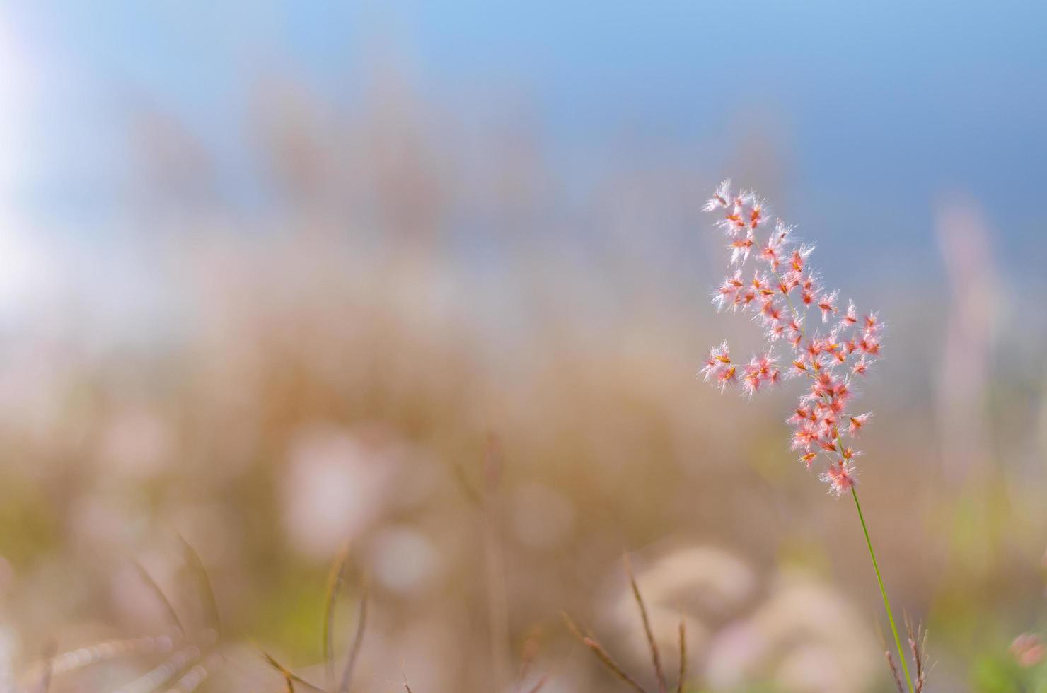 Blurred focus of Rose Natal grass with blurry brown and blue color background from dry leaves and water from the lake. photo