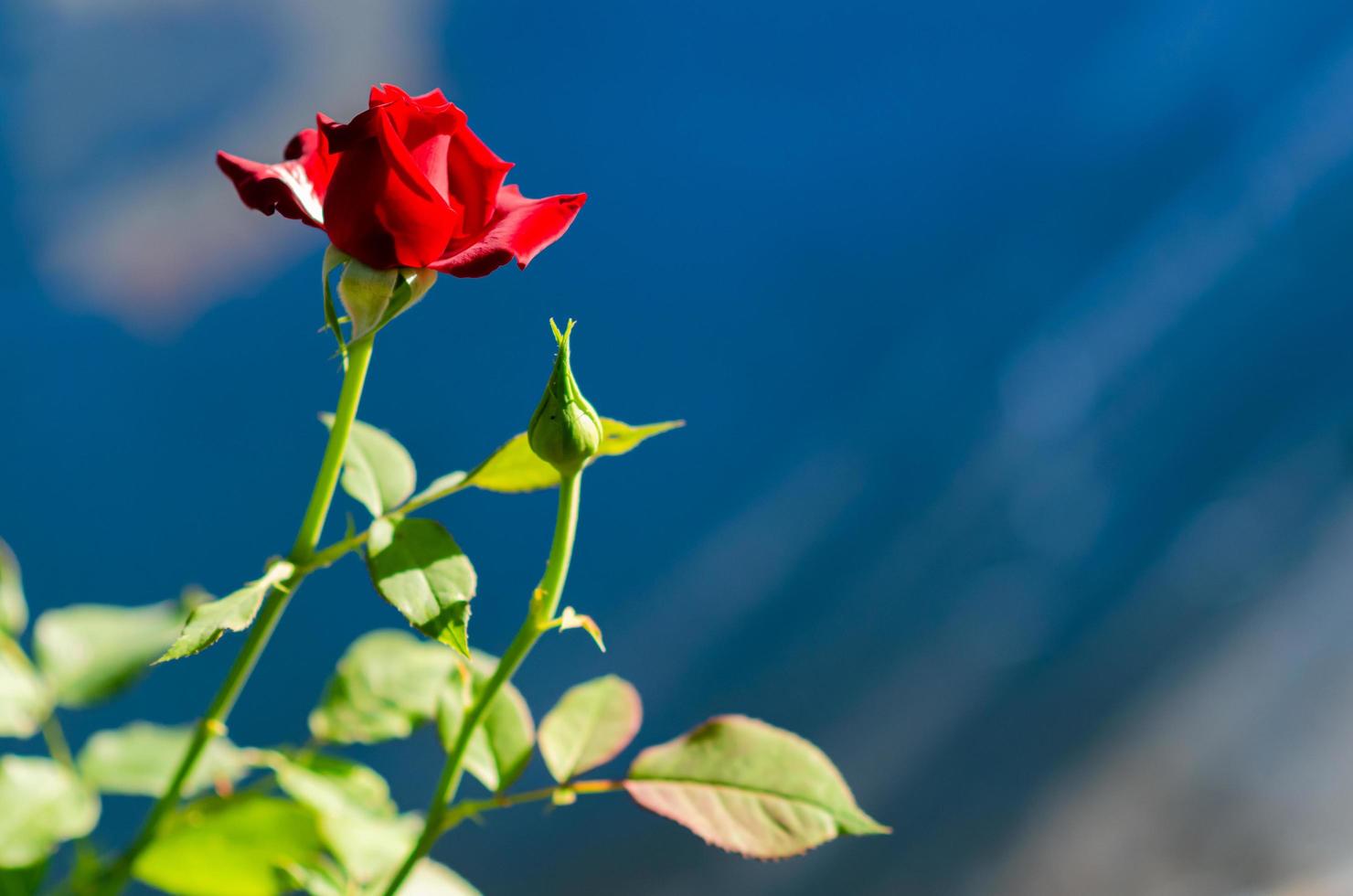 Red color rose on blurred background with sunshine on the blue wall. photo