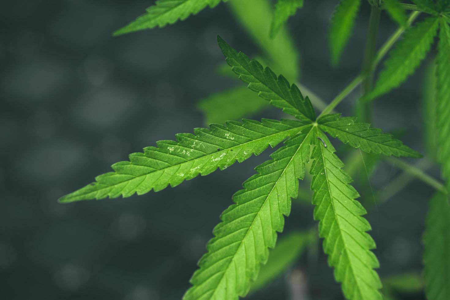 Marijuana seedlings have a drop of water. herb , Green leaf photo