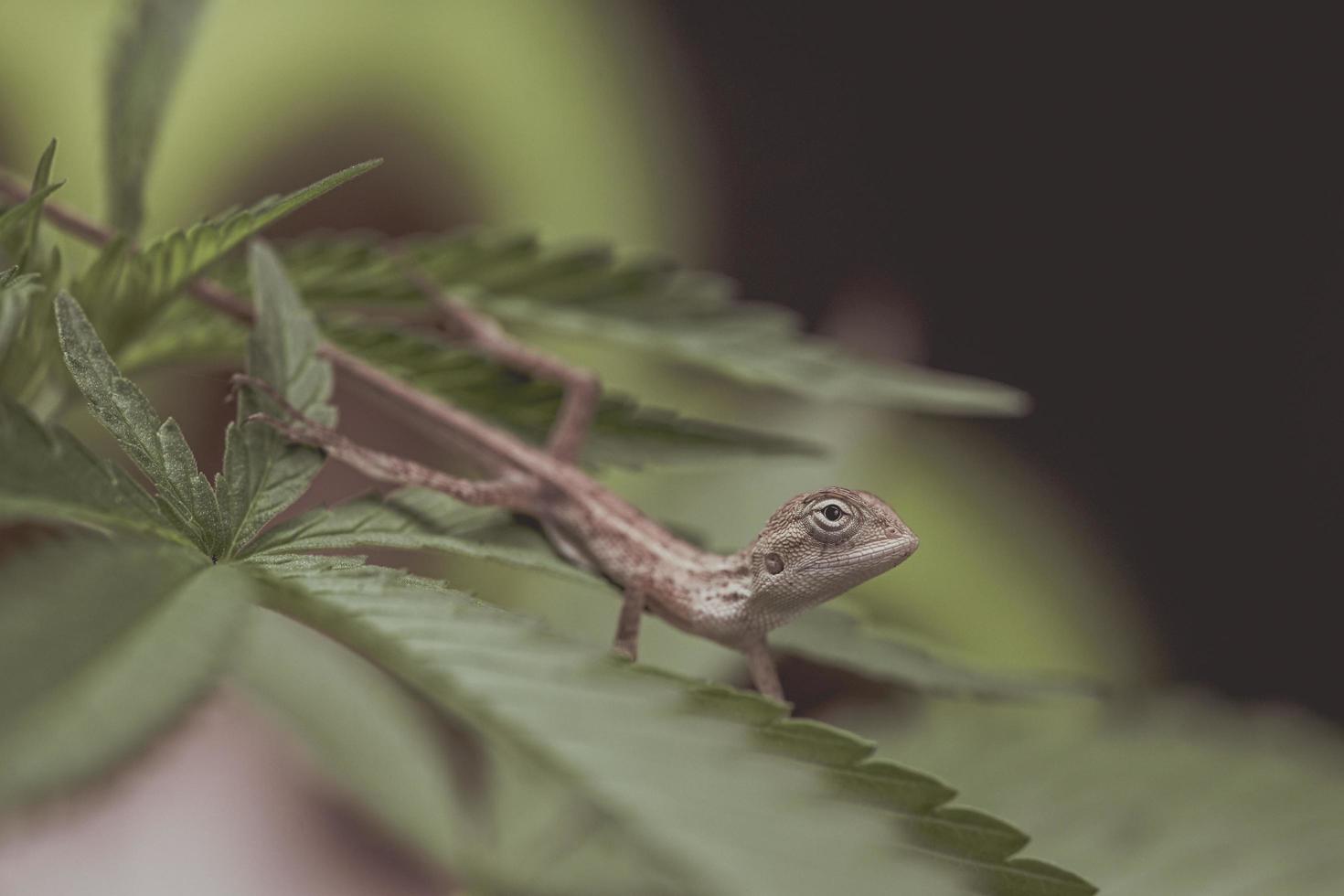 Close up brown thai chameleon on natural green background photo