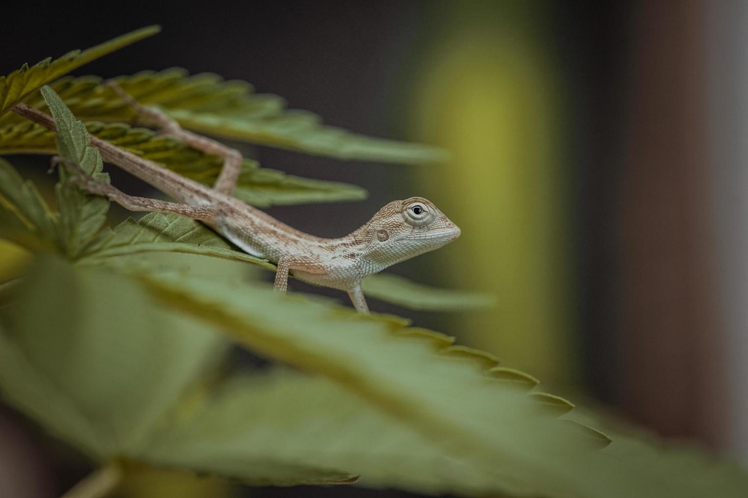 Cerrar camaleón tailandés marrón sobre fondo verde natural foto