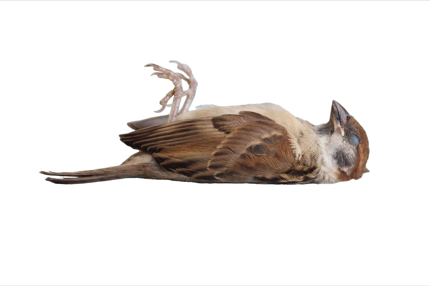 Dead bird corpse lying outdoors isolated on white background photo