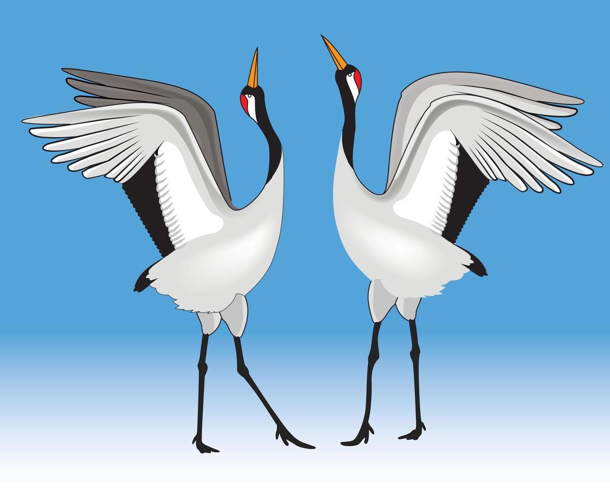 Two Red Crowned Crane Dancing vector