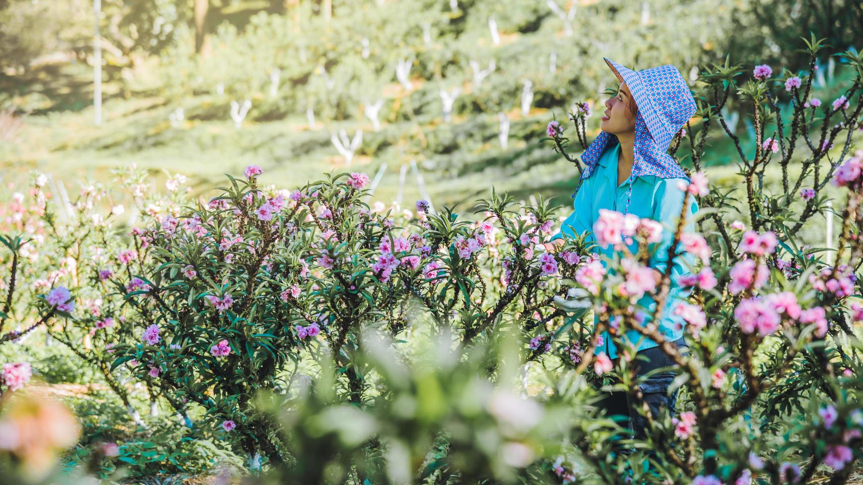 Female farmer workers are working in the apricot tree garden, Beautiful pink apricot flowers. photo