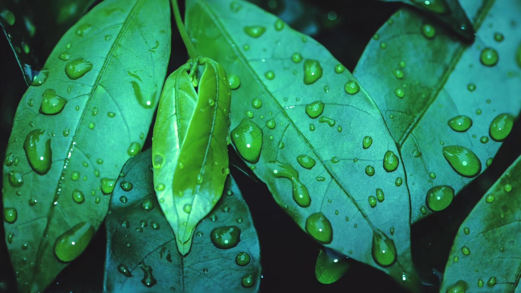 gotas de lluvia de fondo natural en la hoja verde foto