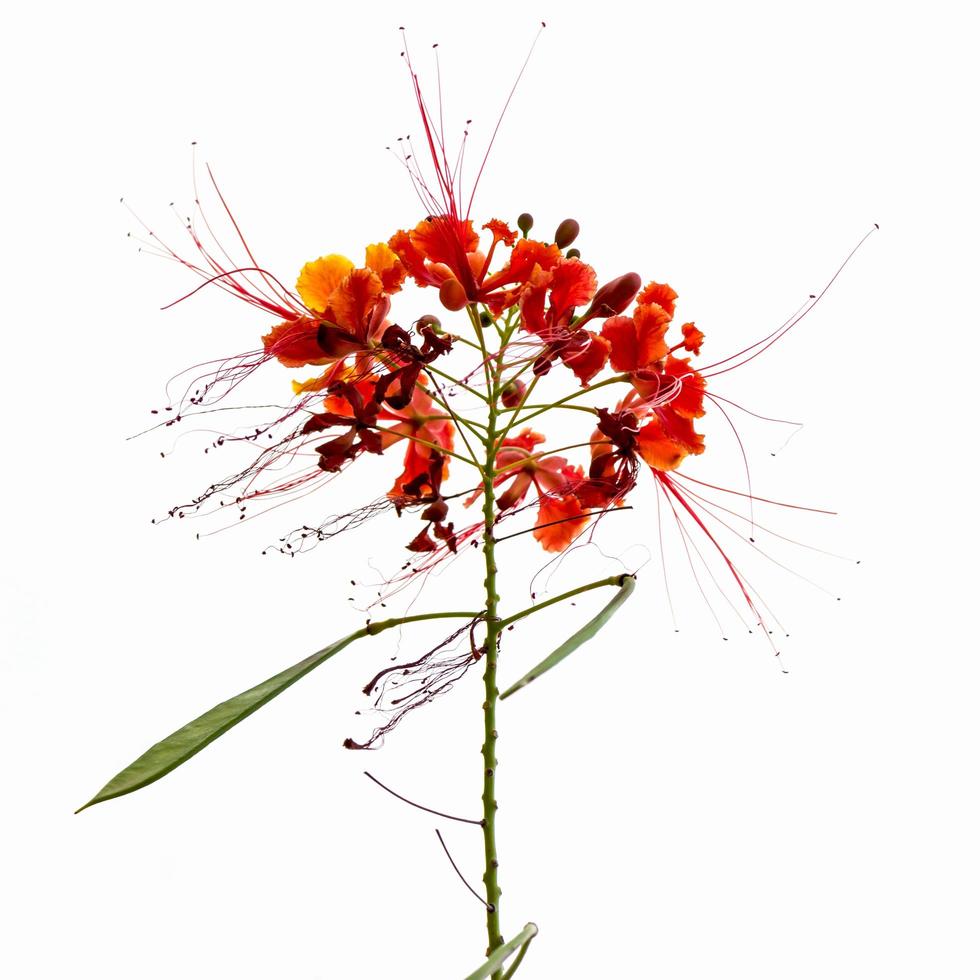 background Flower  Caesalpinia pulcherrima photo