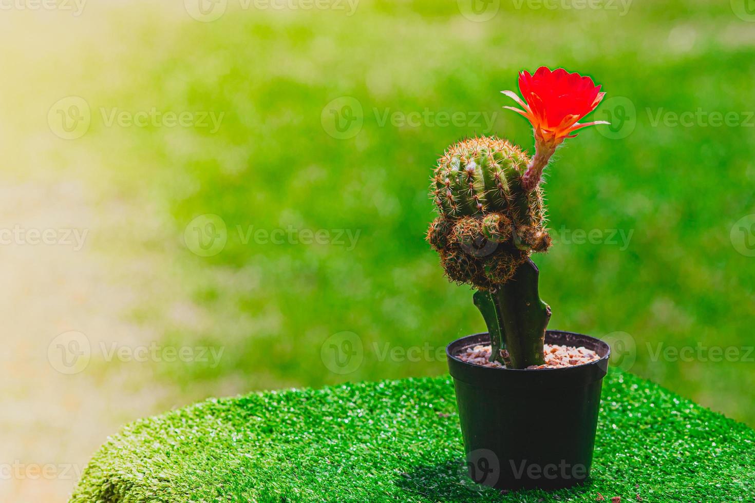 Collection of cactuses Red and Yellows  Cactus wood, cactus in tree pot. Cactus plants on wood table and nature background. photo