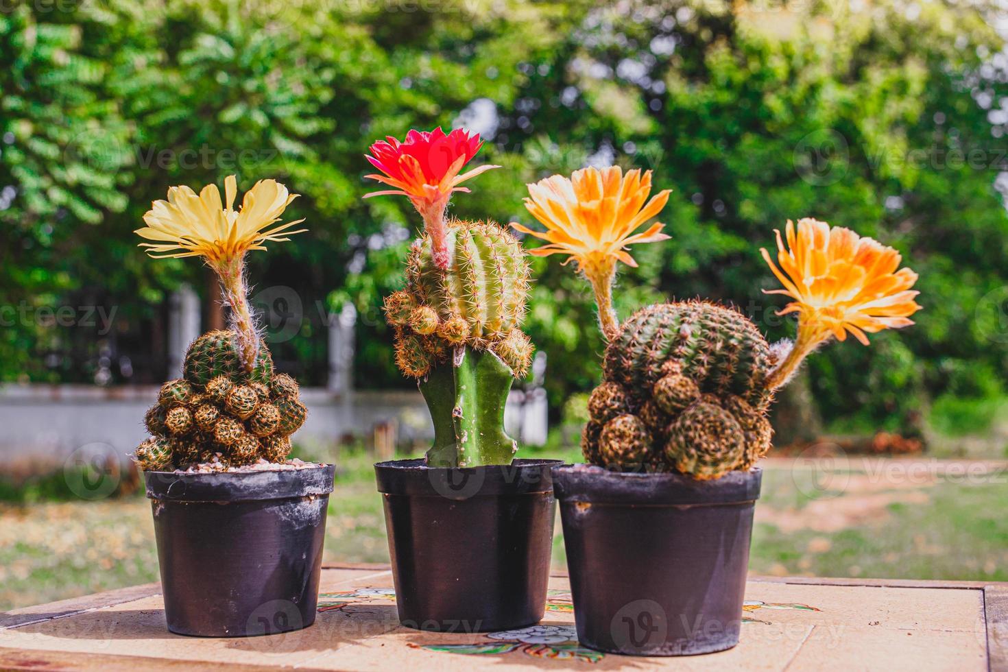 colección de cactus madera de cactus rojo y amarillo, cactus en maceta de árbol. plantas de cactus en la mesa de madera y el fondo de la naturaleza. foto