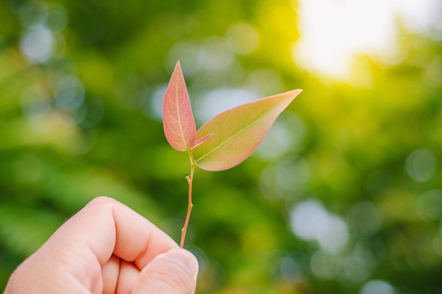 Closeup nature view of Tree top green leaf in garden at summer under sunlight. Natural green plants landscape using as a background or wallpaper. photo