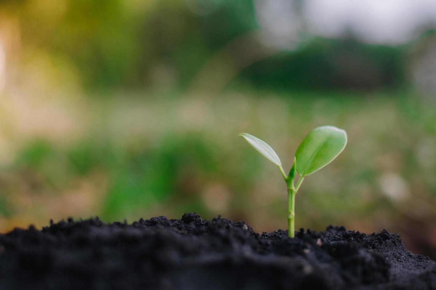 small plant growing on dirt in nature with sunshine green background. environment concept photo