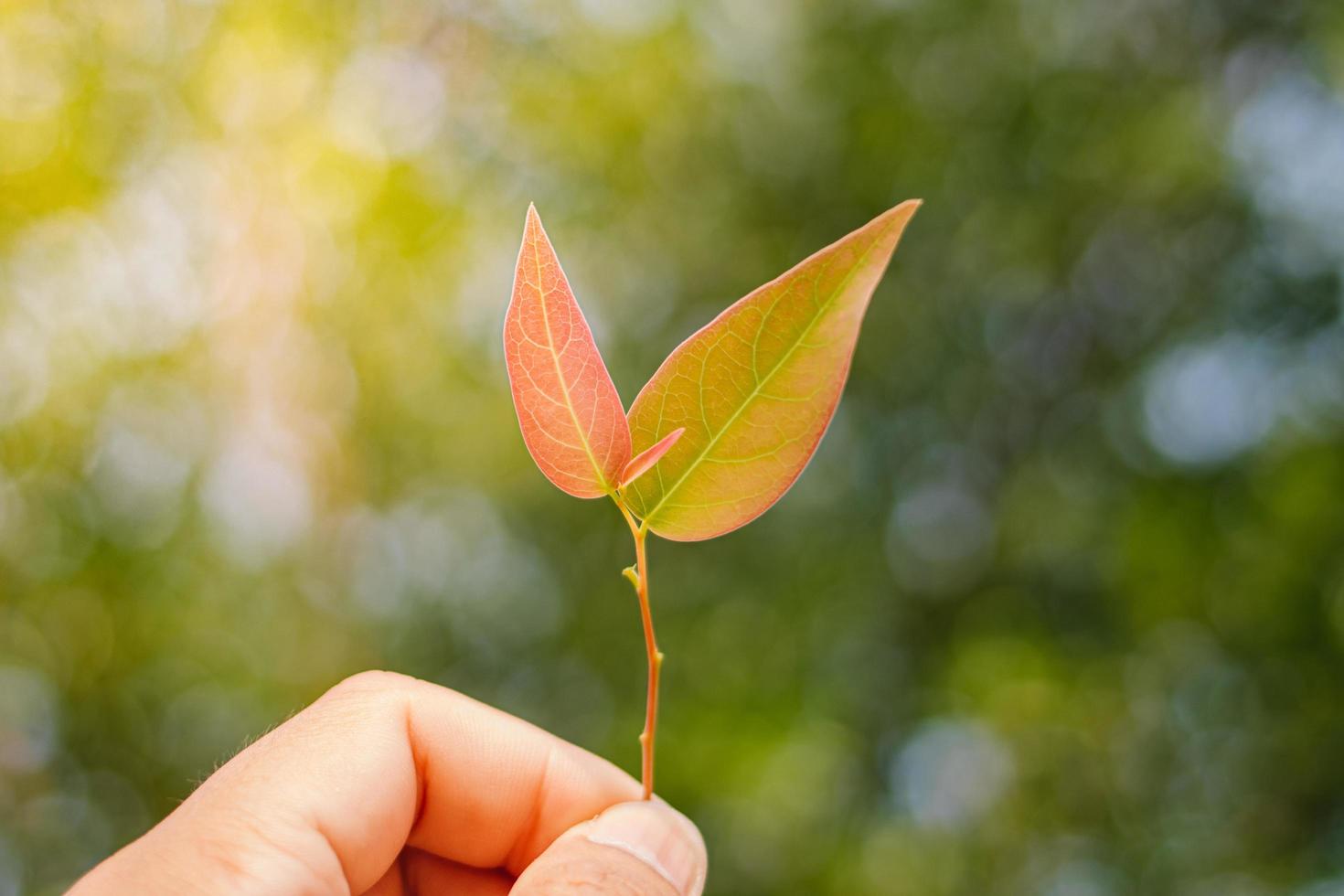 Closeup nature view of Tree top green leaf in garden at summer under sunlight. Natural green plants landscape using as a background or wallpaper. photo