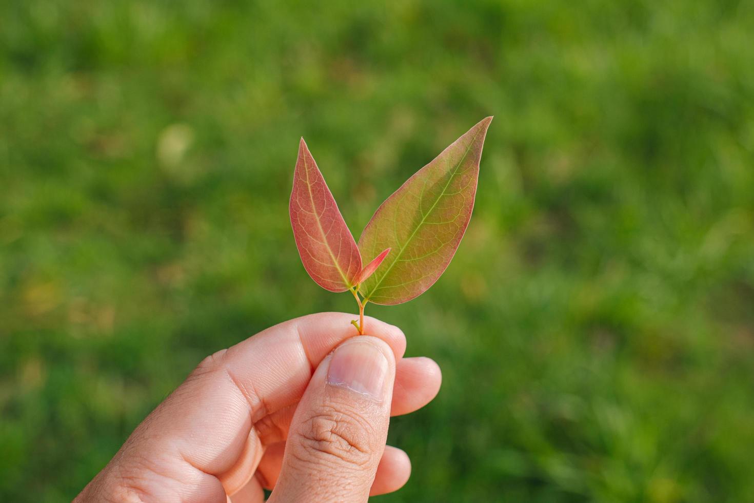 Closeup nature view of Tree top green leaf in garden at summer under sunlight. Natural green plants landscape using as a background or wallpaper. photo