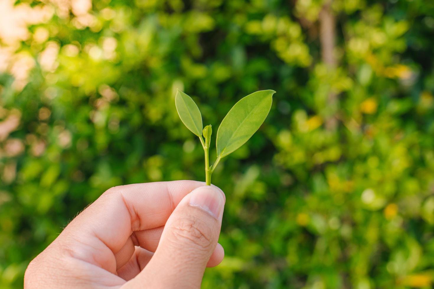 Closeup nature view of Tree top green leaf in garden at summer under sunlight. Natural green plants landscape using as a background or wallpaper. photo