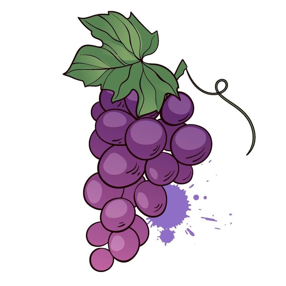 racimo de uvas moradas con hoja. icono de vector dibujado a mano sobre fondo blanco. ilustración vectorial en estilo plano de dibujos animados