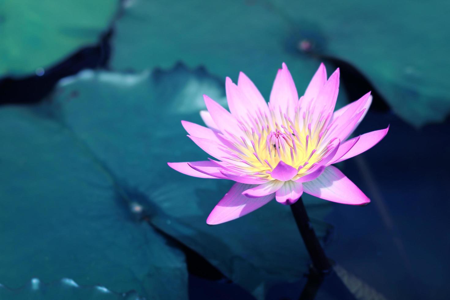 hermosa flor de loto rosa en el estanque, símbolo de la flor de loto del  budismo y las creencias budistas. 8920697 Foto de stock en Vecteezy