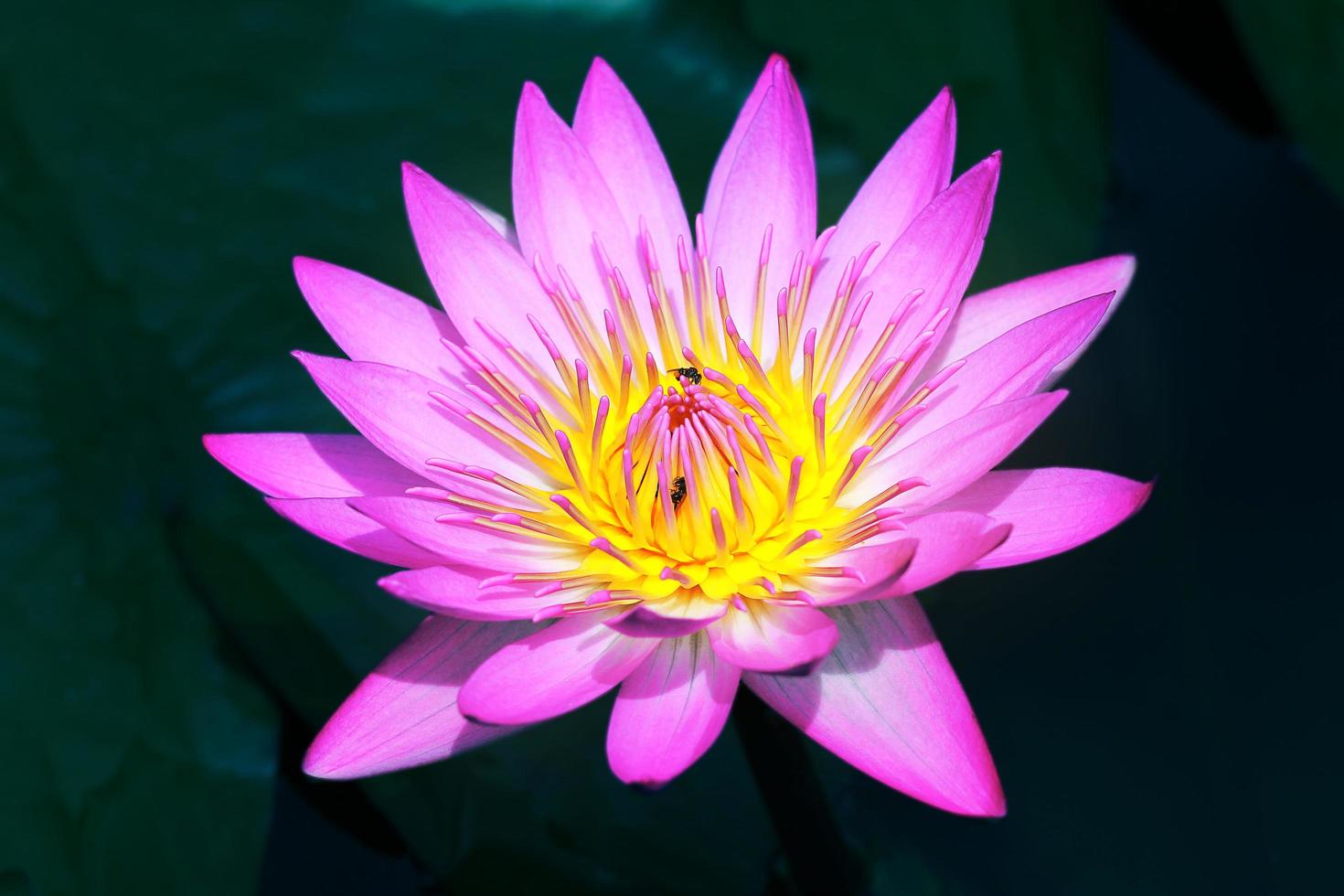 hermosa flor de loto rosa en el estanque, símbolo de la flor de loto del  budismo y las creencias budistas. 8920700 Foto de stock en Vecteezy