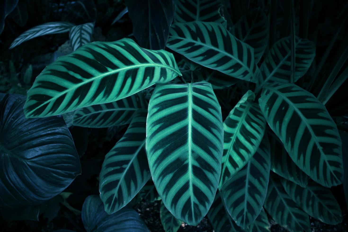 Abstract blurred leaves texture background. photo