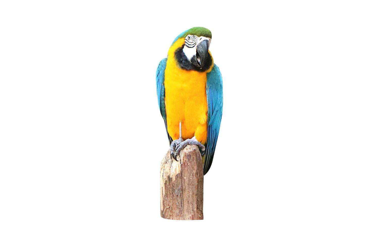 Parrot macaw isolated on white background with clipping path. photo