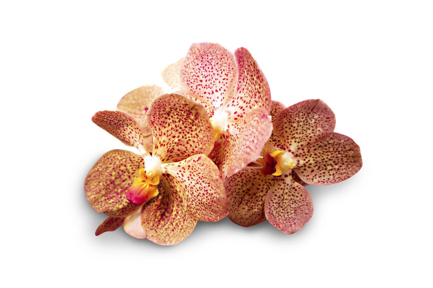 Close up orchid flower isolated on white background with clipping path. photo