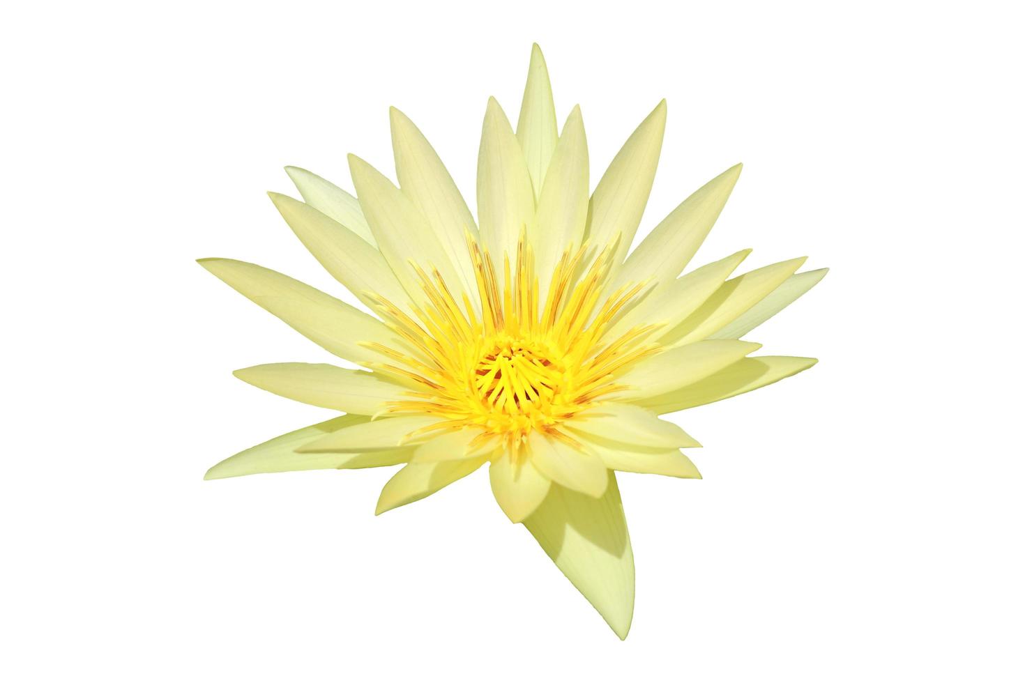 Lotus flower isolated on white background with clipping path. photo