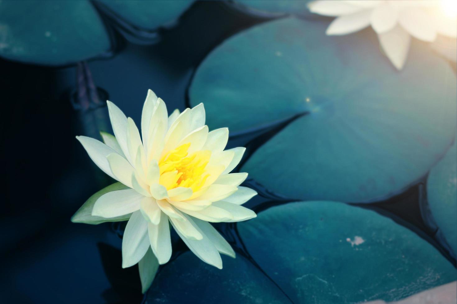 Beautiful pink lotus flower in pond,Lotus flower symbol of Buddhism and Buddhist beliefs. photo