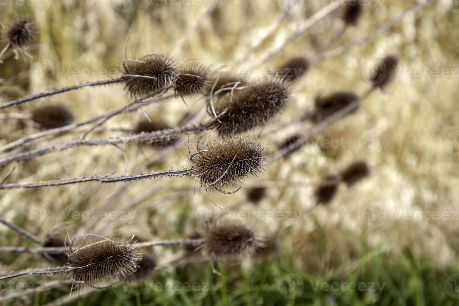 Borriqueros thistles in the field photo