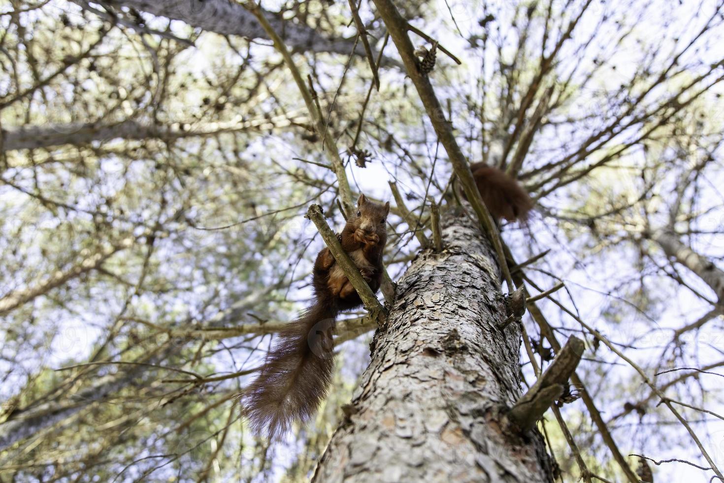 Feeding a squirrel photo