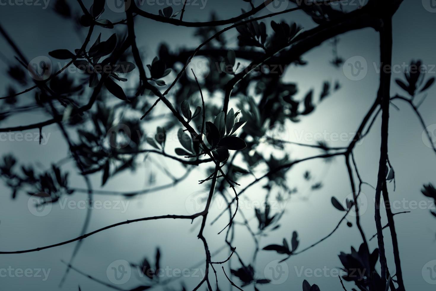 Backlit branches in the forest photo