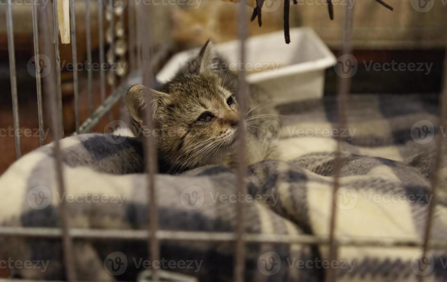 Caged newborn cat photo