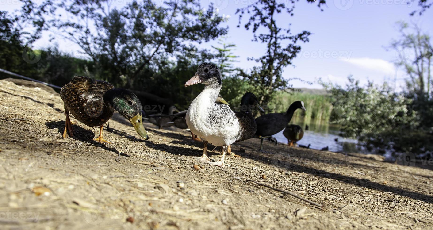 Ducks eating in nature photo