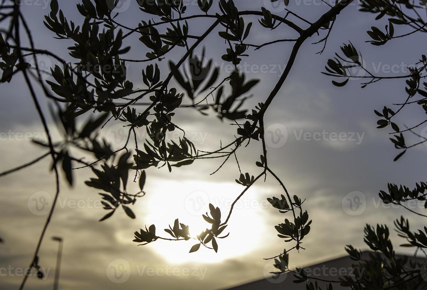 Backlit branches in the forest photo