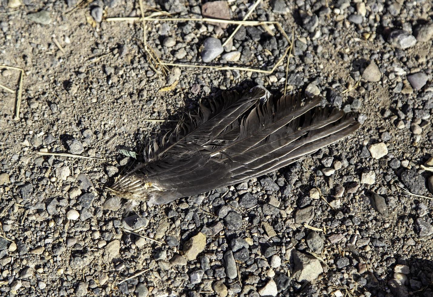 Dead bird wing photo