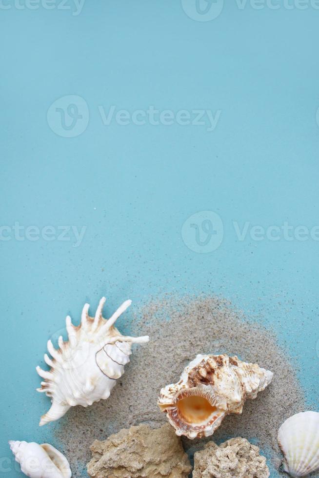 Summer composition. tropical palm leaves, seashells on blue background. Summer concept. Flat lay, top view, copy space photo