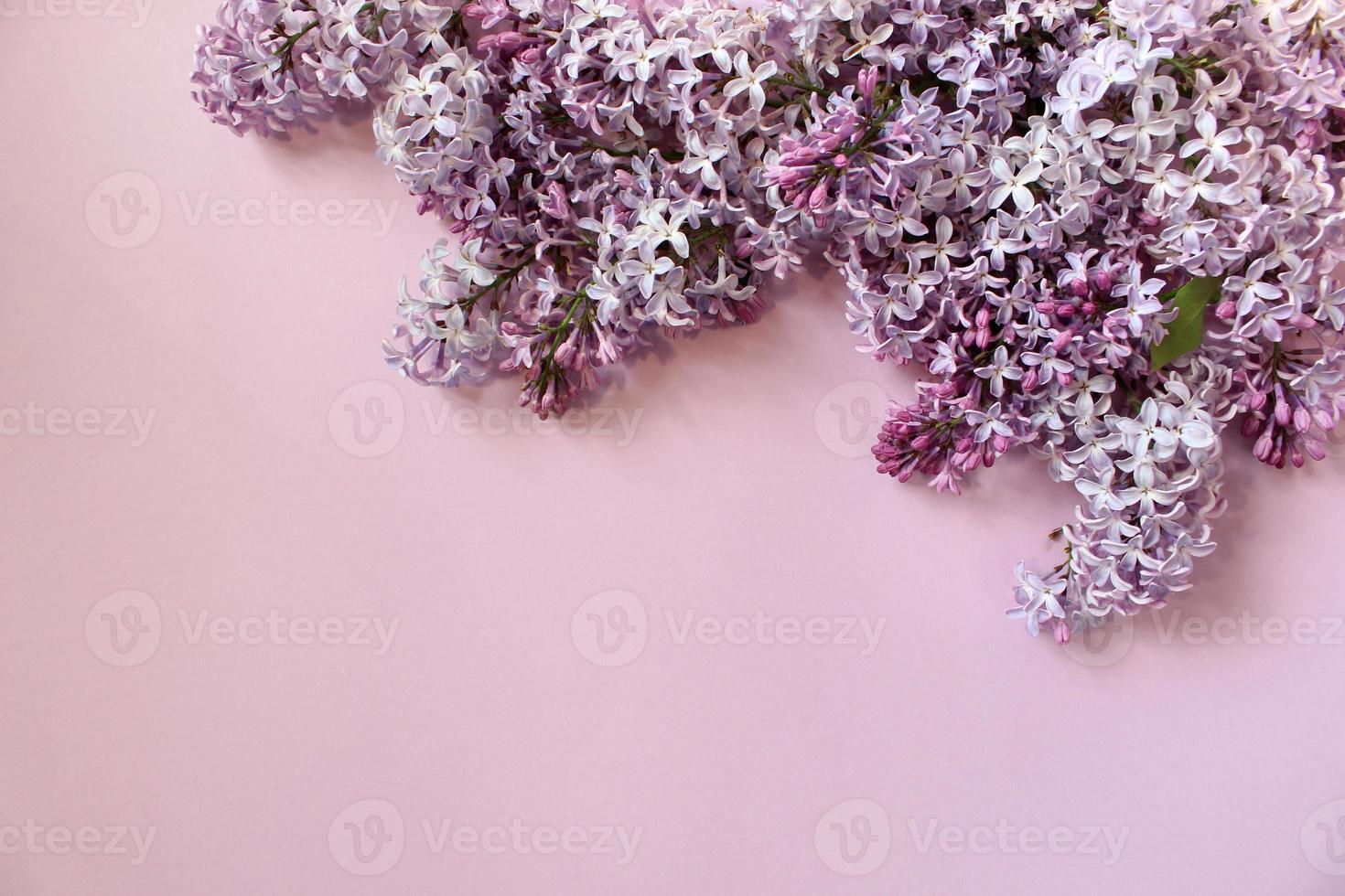 flores lilas sobre fondo de color. la primavera está llegando concepto. espacio de texto Bosquejo. foto