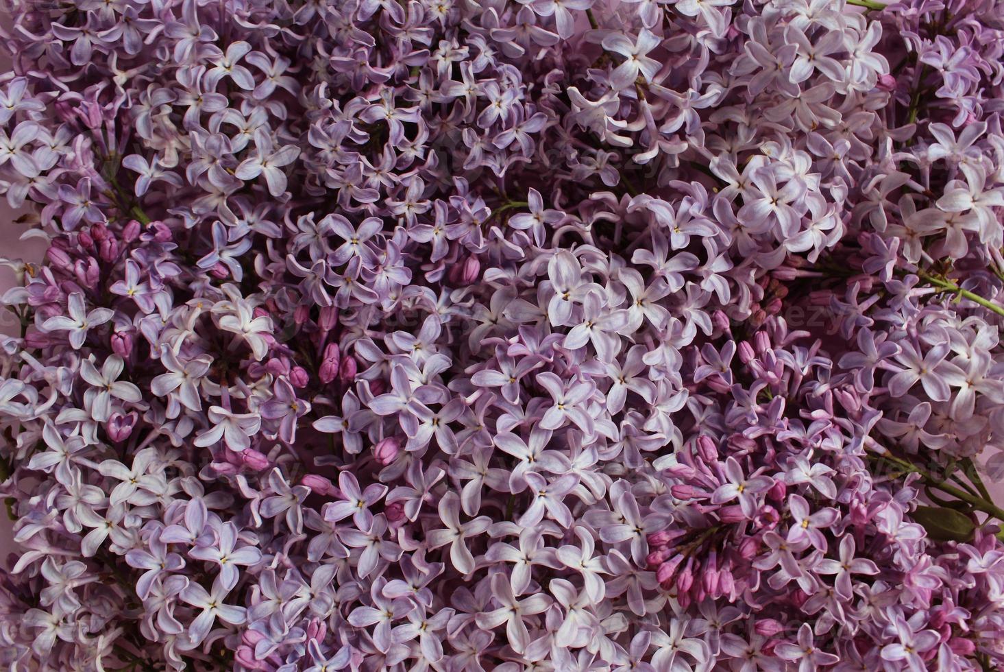 Lilac flowers on color background. Spring is coming concept. Text space. Mock up. photo